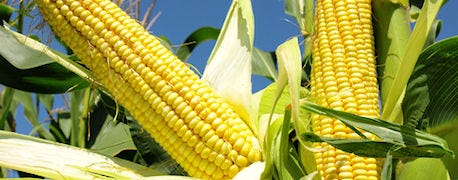 big_corn_dakotas_1_635560018943928172.jpg