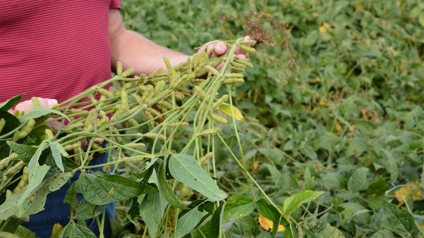 hands holding a soybean plant loaded with branches and pods
