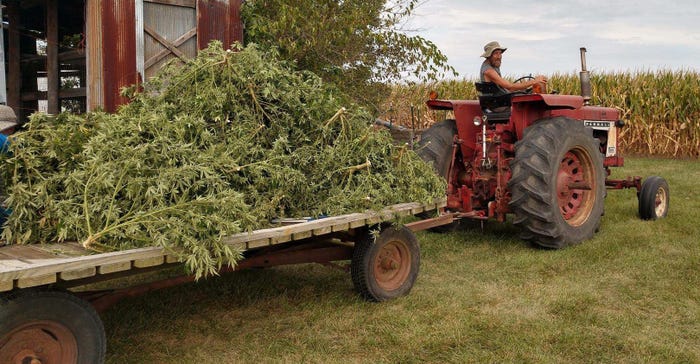Marty Mahan drives tractor pulling wagon piled with harvested hemp plants