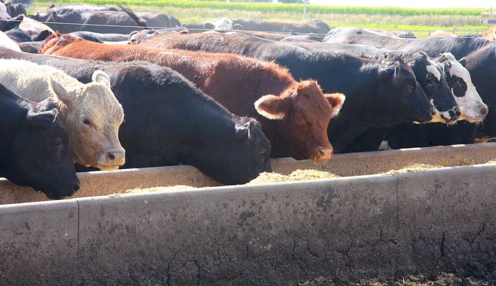 Trump floats less regulation for beef processors