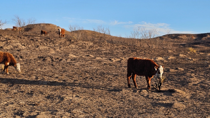 Texas Panhandle wildfires, cattle