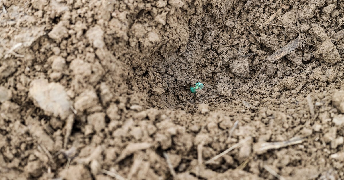 Seed costs eat 25% of corn and soybean budgets, five times industry claims