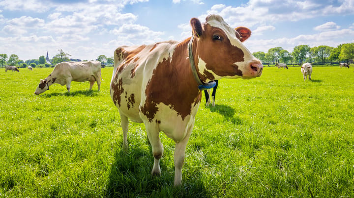 Don't feed open cows through winter
