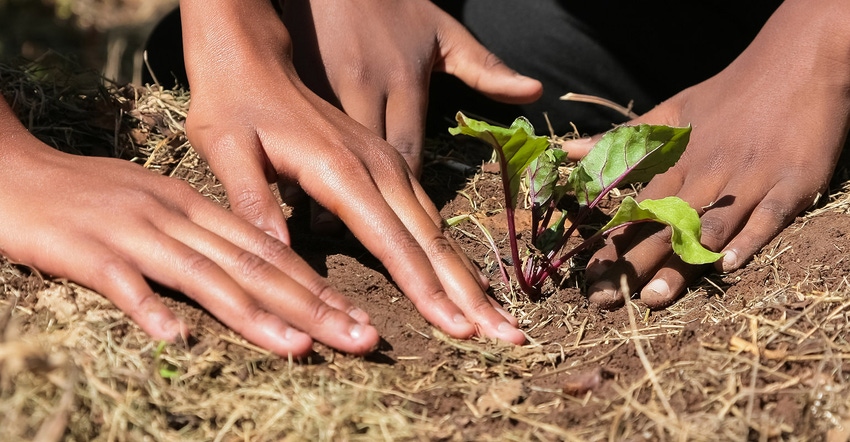 Child hands planting vegetables in soil