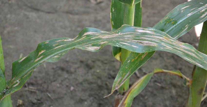 gray leaf spot lesions on corn leaves