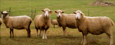 arlington_sheep_day_planned_march_12_1_635913383985873839.jpg