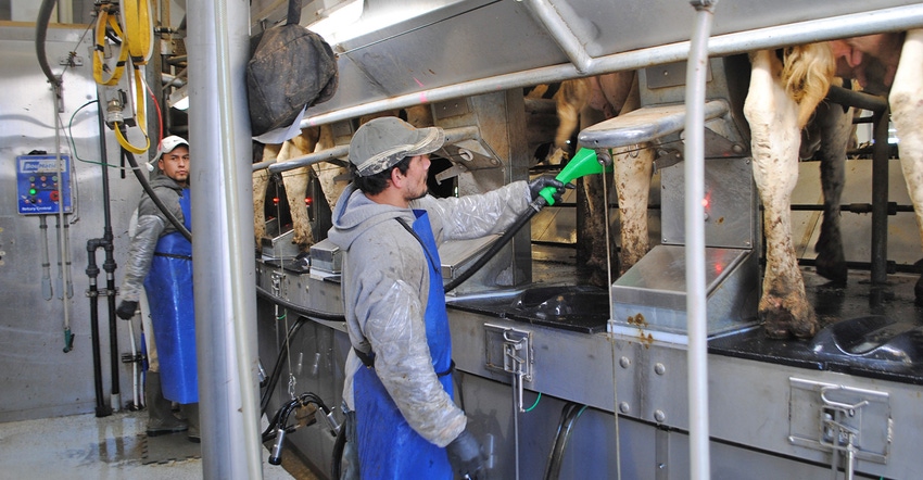 workers in a milking parlor