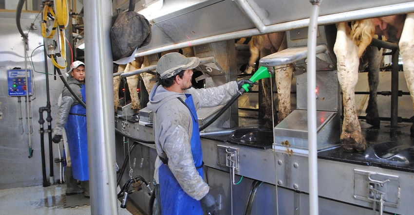 workers in a milking parlor workers in a milking parlor