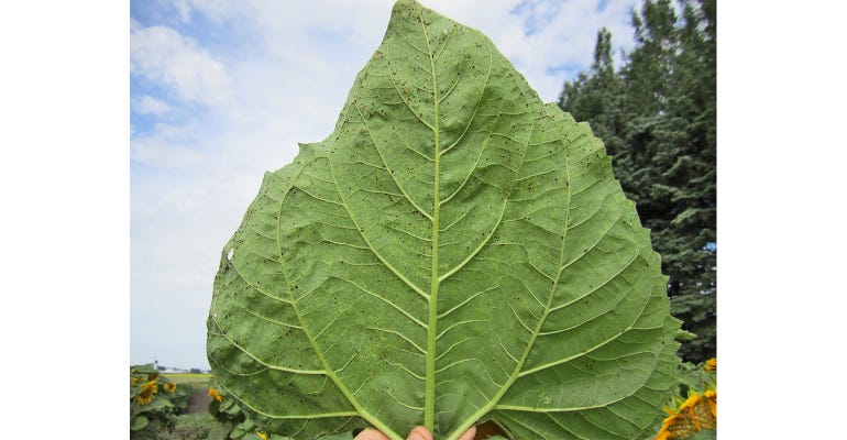 1% rust severity on a fully expanded sunflower leaf
