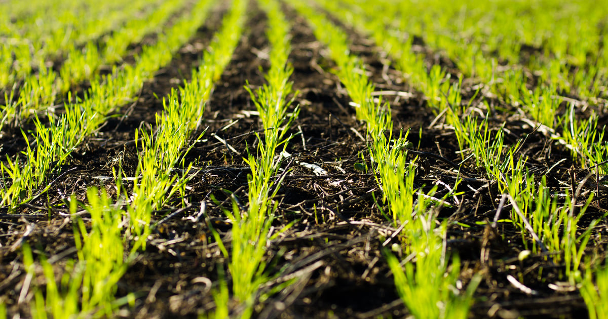 University of Minnesota releases new spring wheat