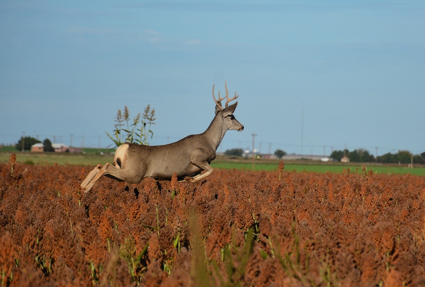 SWFP-HUGULEY-Deer-sorghum-18.jpg SWFP-HUGULEY-Deer-sorghum-18.jpg