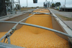 Many farmers are now in the process of storing their grain in bins until they are ready for the right time to sell Photo Kath