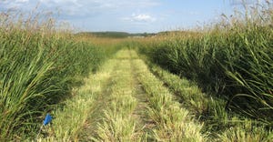 eastern gamagrass in 40-inch rows