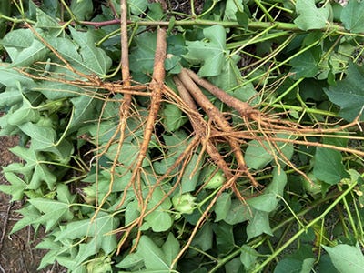 nematodes-roots-monclova.jpg