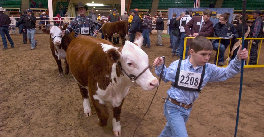 boy showing a Hereford heifer in a showring