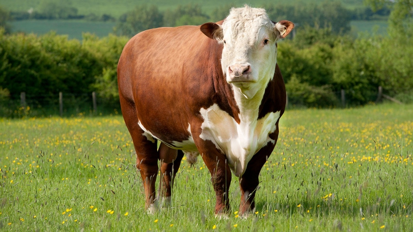 A hereford bull in a pasture