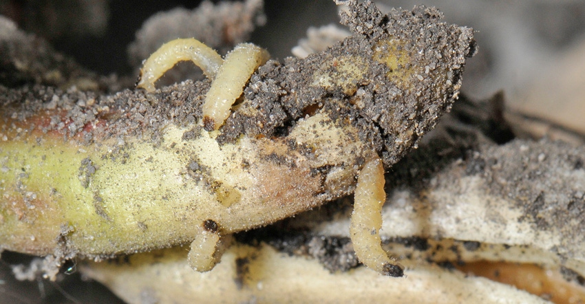 Northern corn rootworm larvae feed on corn roots