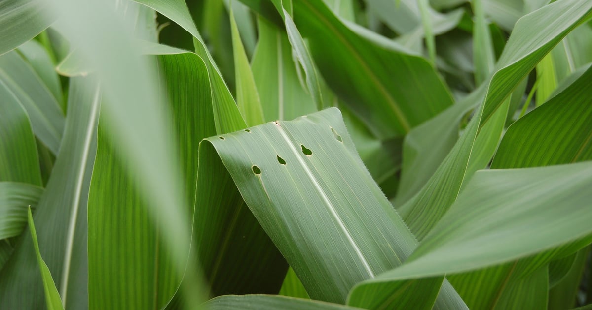 European corn borer remains a potential threat