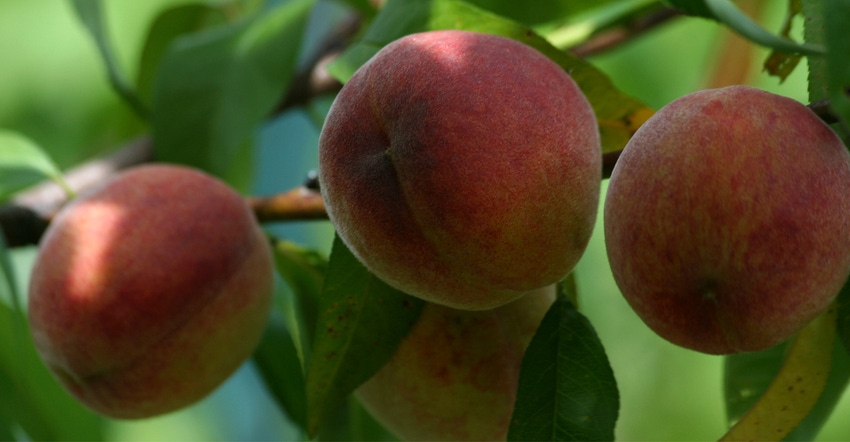 Closeup of peaches on tree