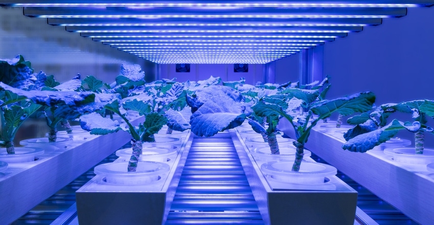 hydroponic garden