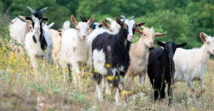 Goats on summer pasture