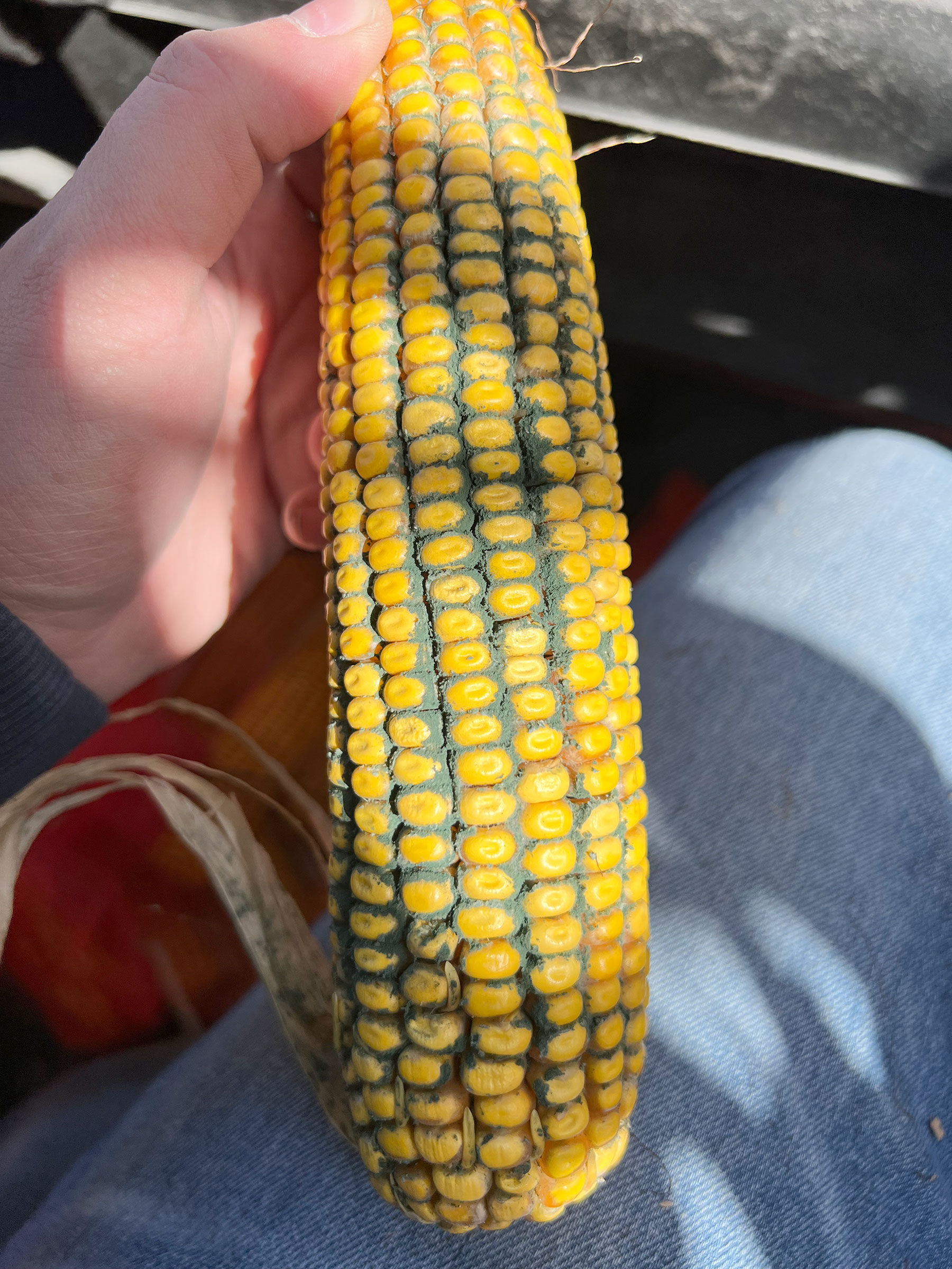 A green powder substance on an ear of corn indicative of trichoderma ear rot 