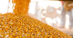 Corn kernels being harvested