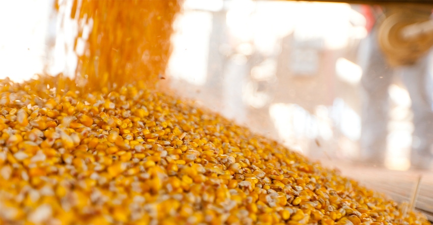 Corn kernels being harvested Corn kernels being harvested