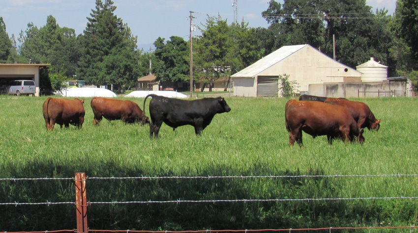 WFP-tim-hearden-cattle-grazing (4).JPG WFP-tim-hearden-cattle-grazing (4).JPG