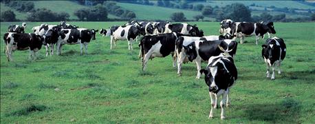 increased_milk_production_pressures_prices_lower_1_636136926389332000.jpg