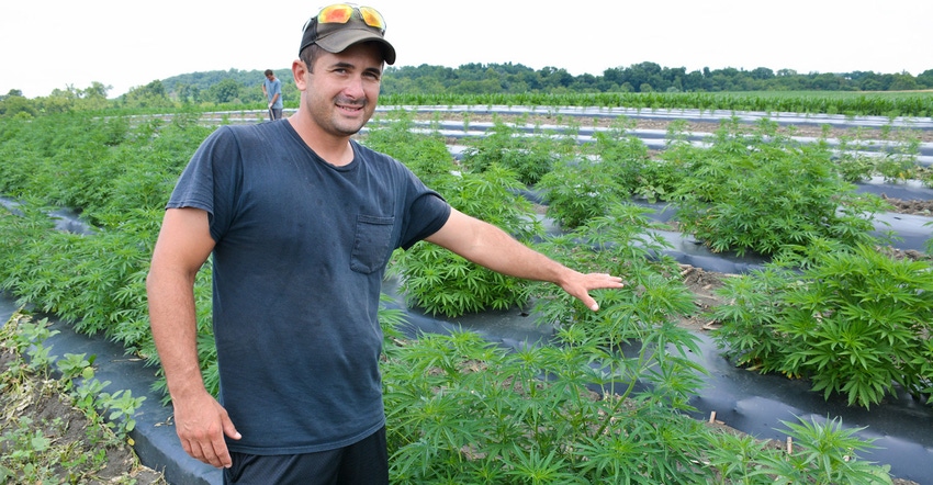 Bryan Harnish points toward hemp on his diversified farm operation in Pequea, Pa. 