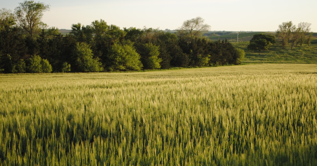 Graze cereal grains for extra forage