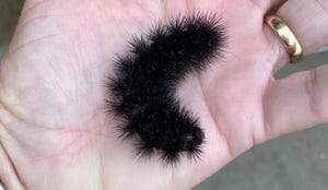 Black caterpillar