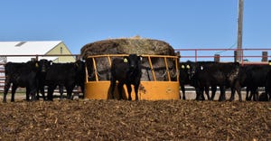 Cattle at feeder with bale of hay