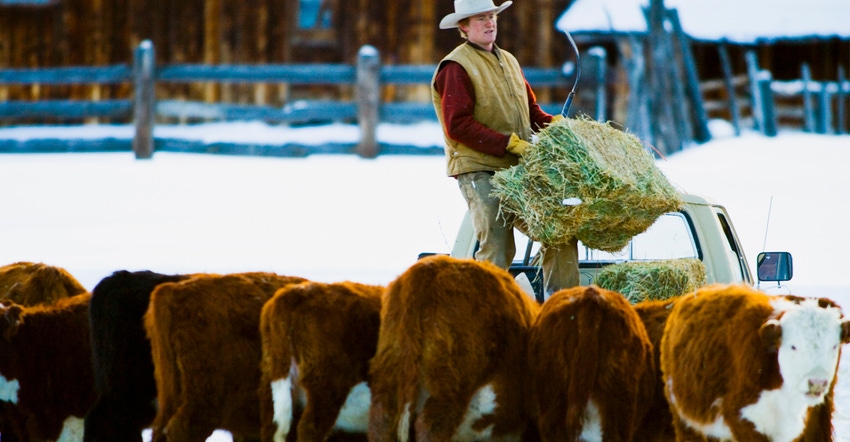 Young man on truck carrying hay to cattle