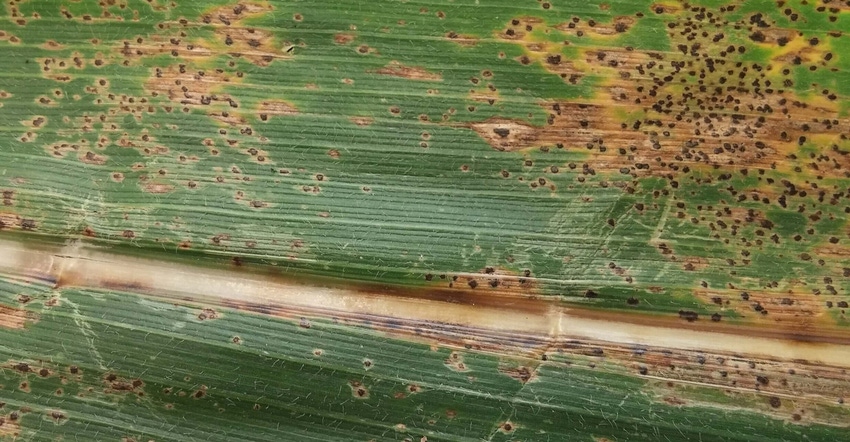 tar spot on corn leaf