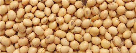 usda_exports_corn_soybean_wheat_sales_increase_1_636167836571637938.jpg