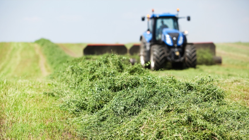 freshly cut alfalfa in a field