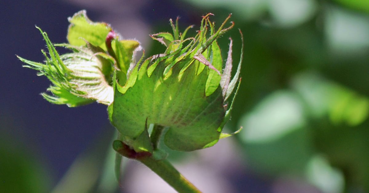 9 insects to watch for in cotton in the order they appear