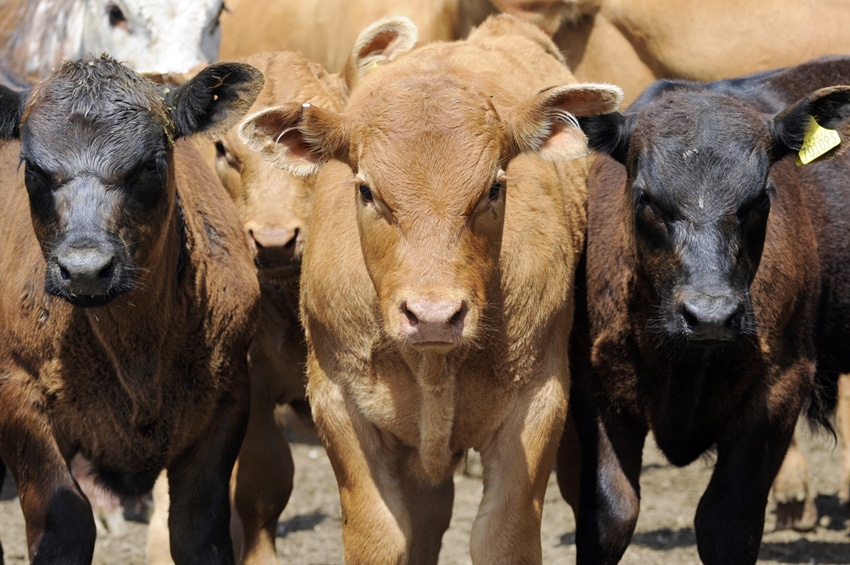 Beef cattle looking straight ahead