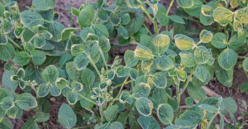 dicamba with cupped leaf damage