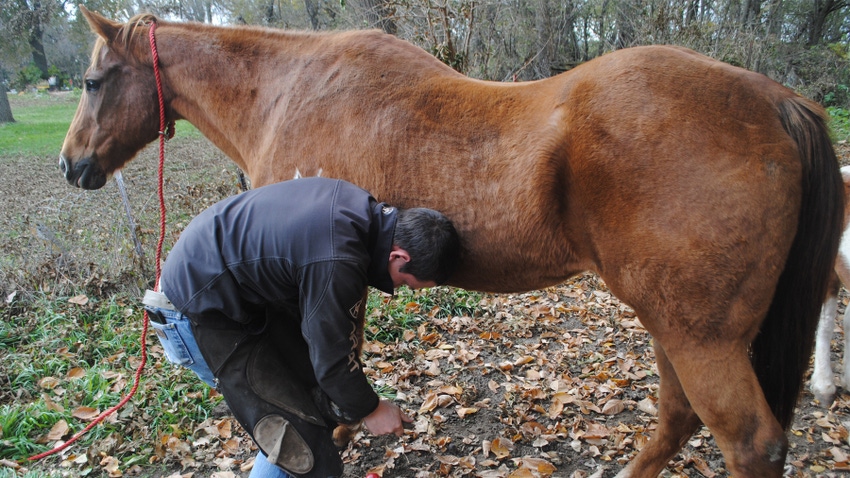 man checking horse's hoof