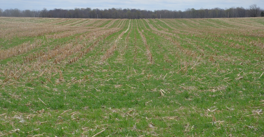 stalk field with cover crop growing stalk field with cover crop growing