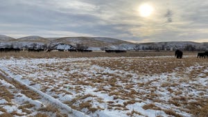 cows grazing on a snowy pasture