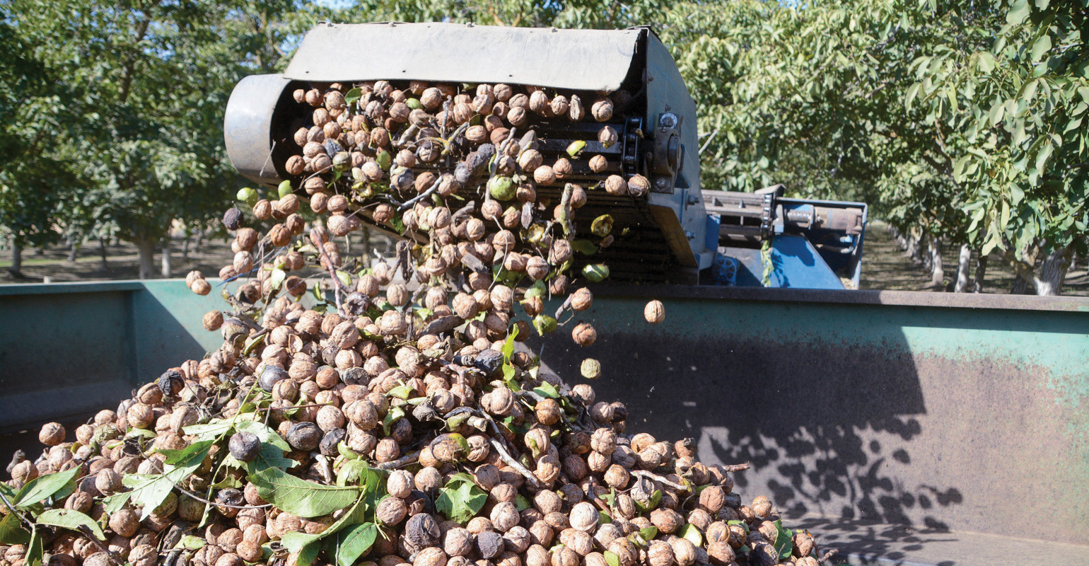 U.S. walnuts continue to struggle for global market share