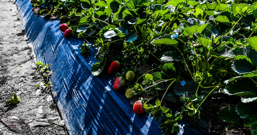 dfp-strawberries-bireland (6)_editedcopy.jpg dfp-strawberries-bireland (6)_editedcopy.jpg