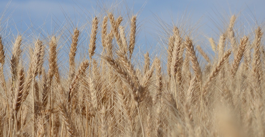 closeup of ripe wheat against blue sky