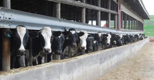 Dairy cows at feeder