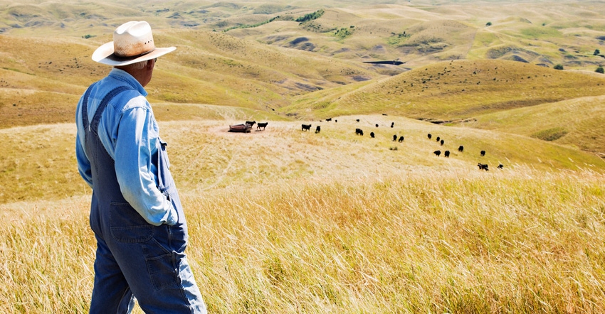 Rancher in field looking at cattle