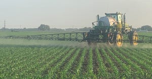 Field of double-crop corn behind wheat 